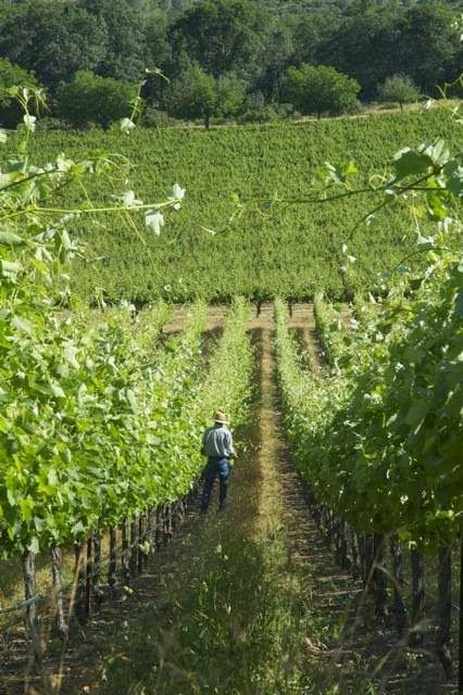 Gregory Graham Winery